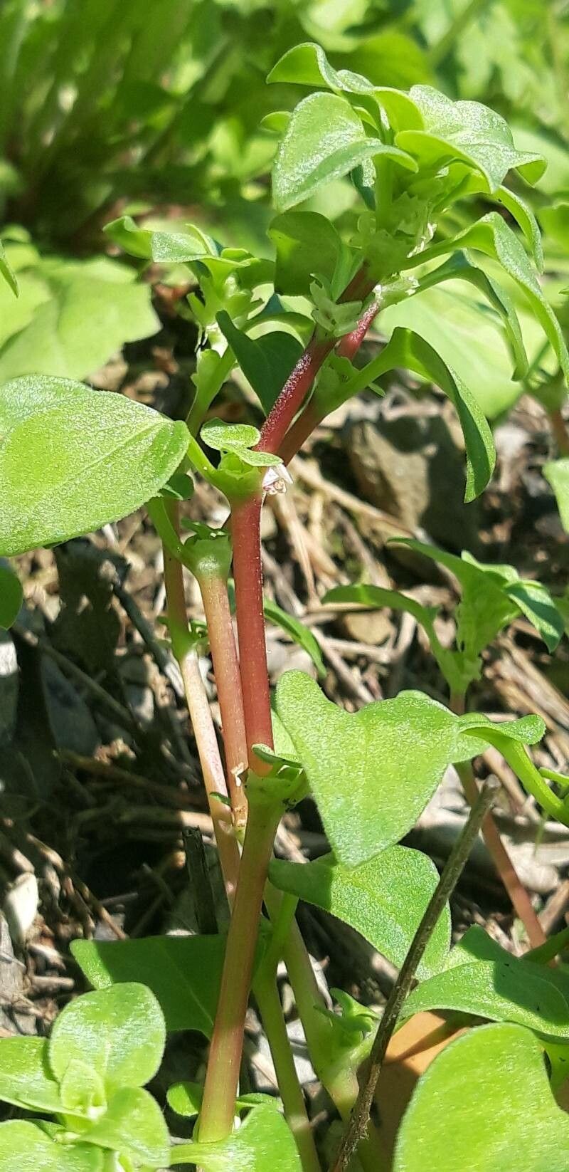 Theligonum cynocrambe bark