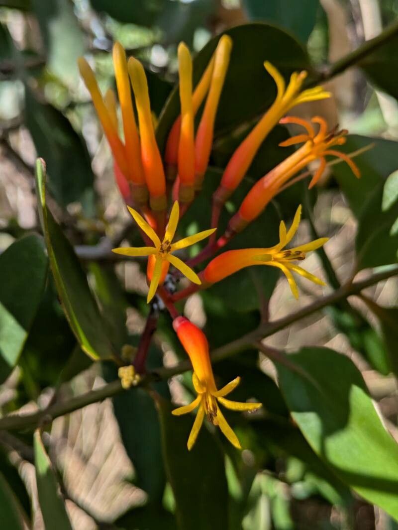 Psittacanthus plagiophyllus — houseplant care guide