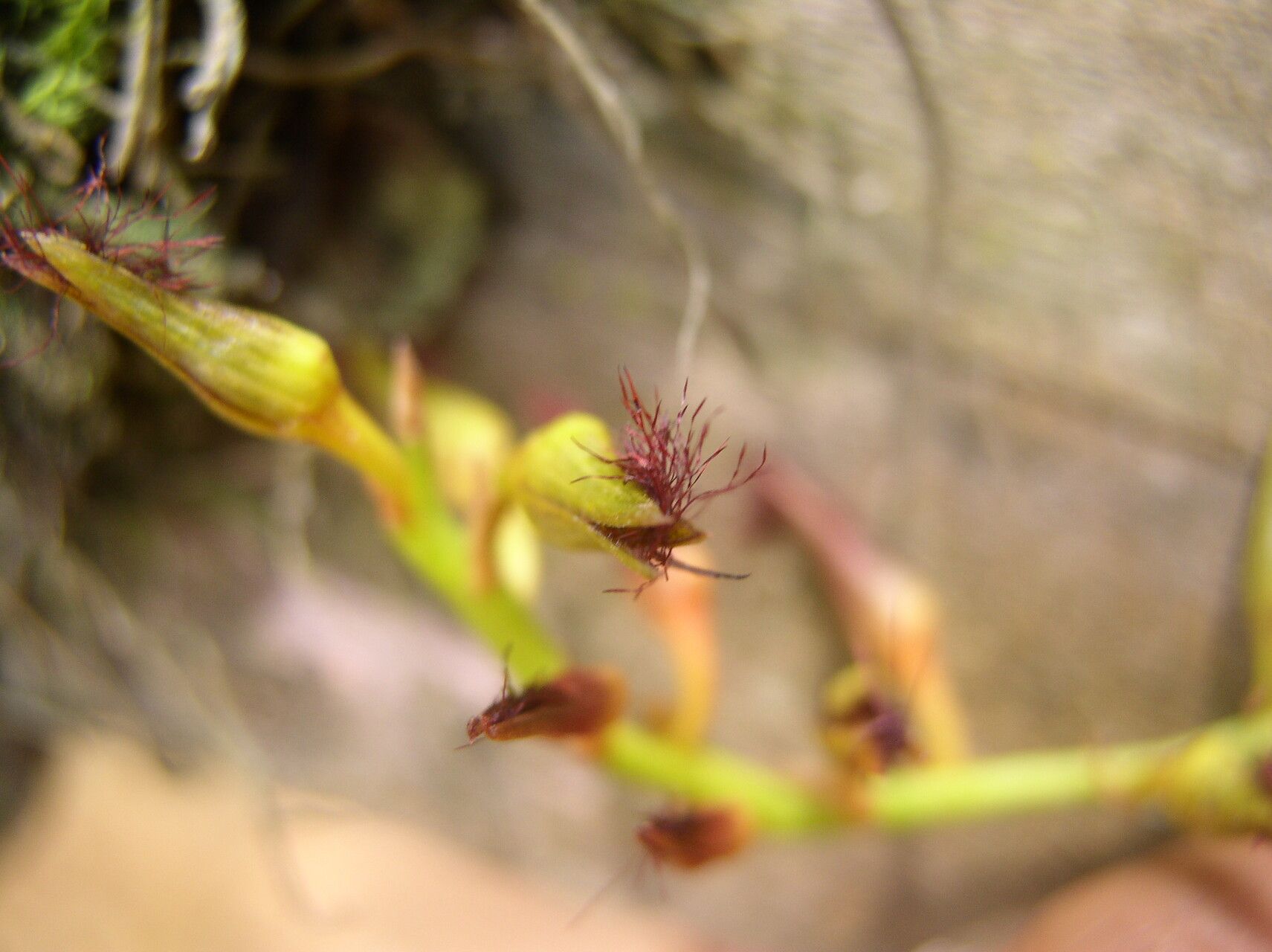 Bulbophyllum alinae flower