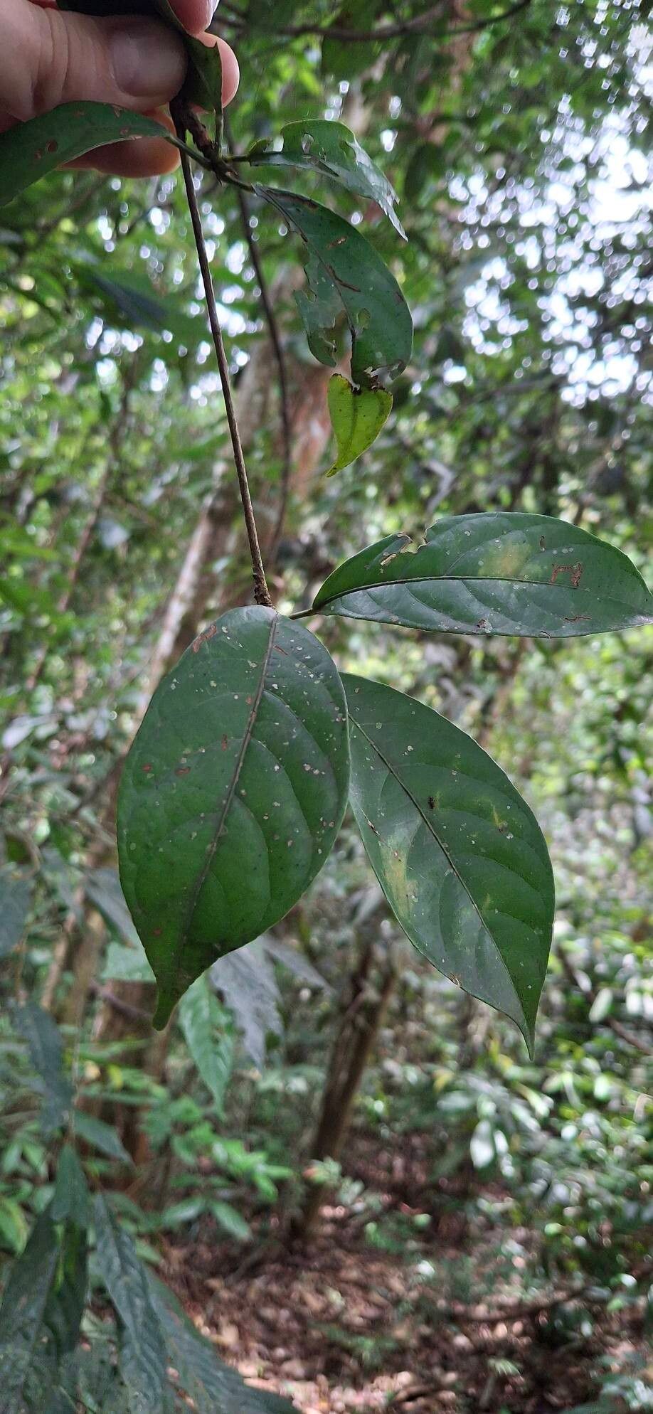Baccaurea parviflora — related species from the same genus