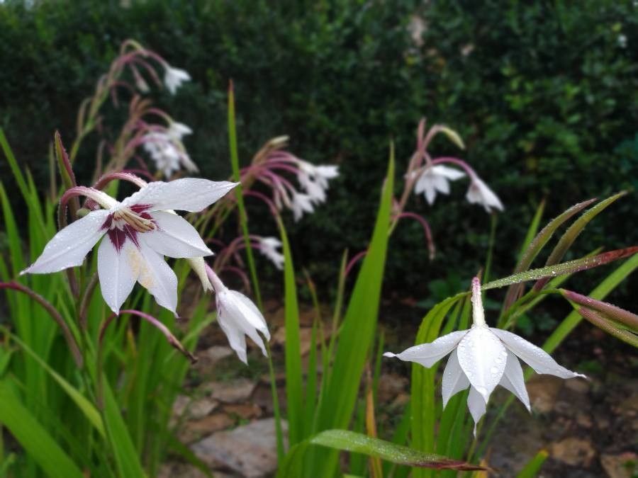 Gladiolus murielae flower
