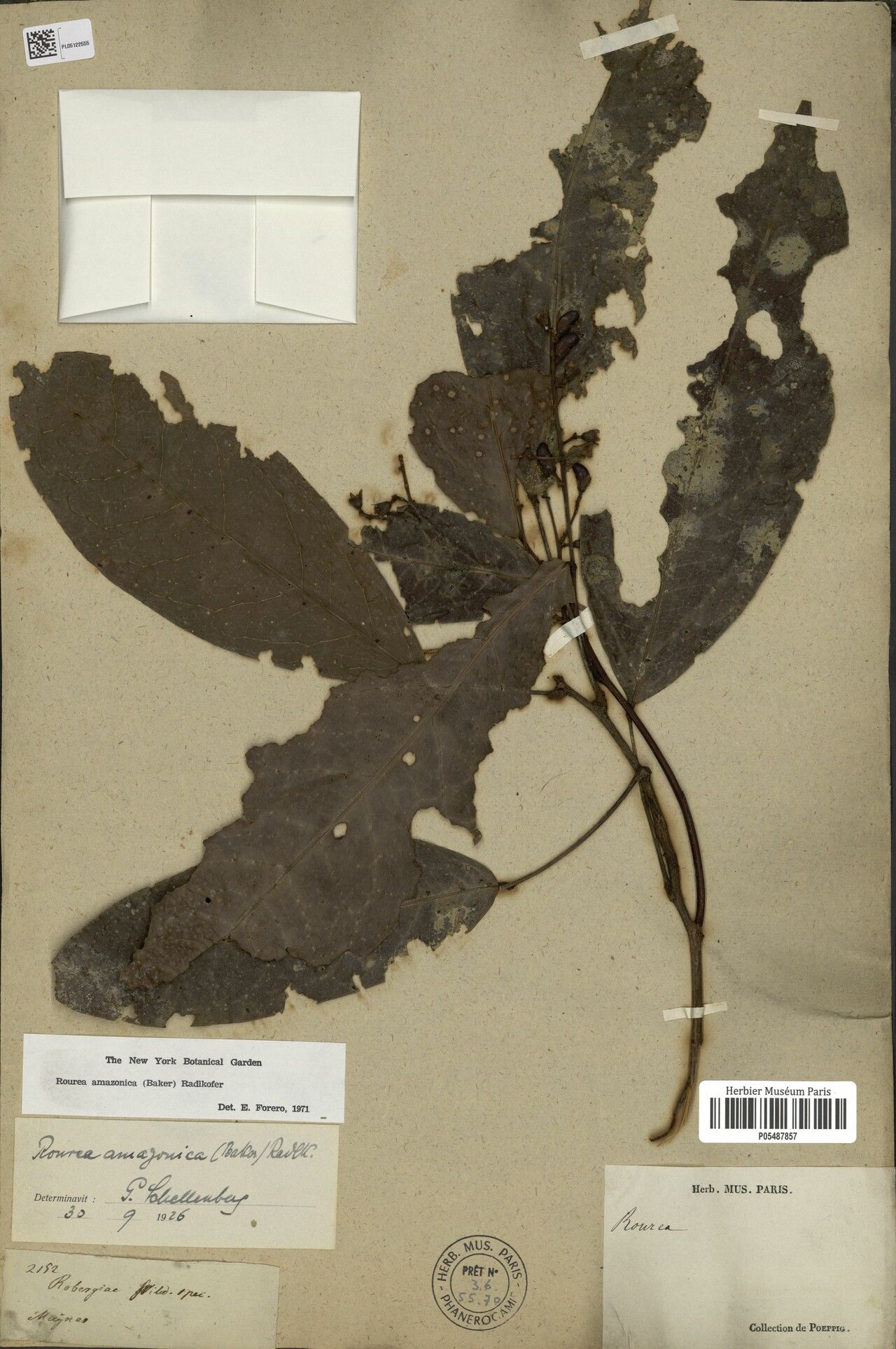 Rourea amazonica — related species from the same genus