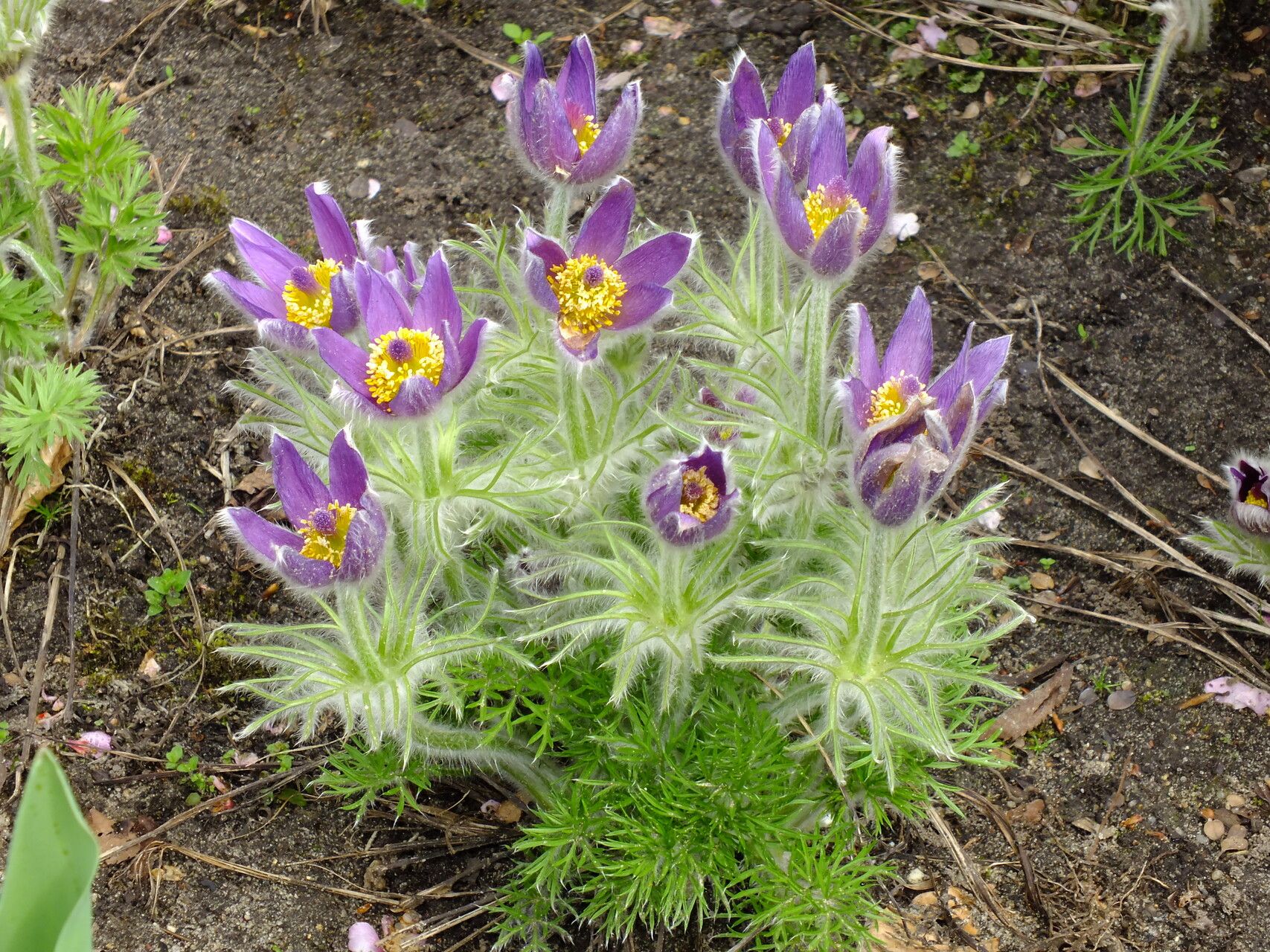 Pulsatilla chinensis leaf