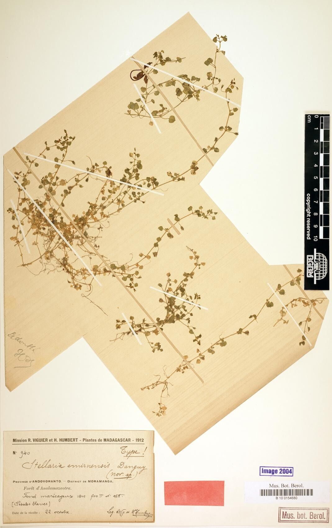 Stellaria emirnensis — search result for 'Stellaria'