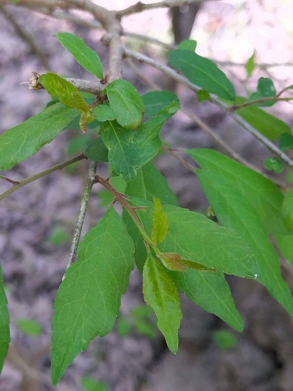 Malus angustifolia
