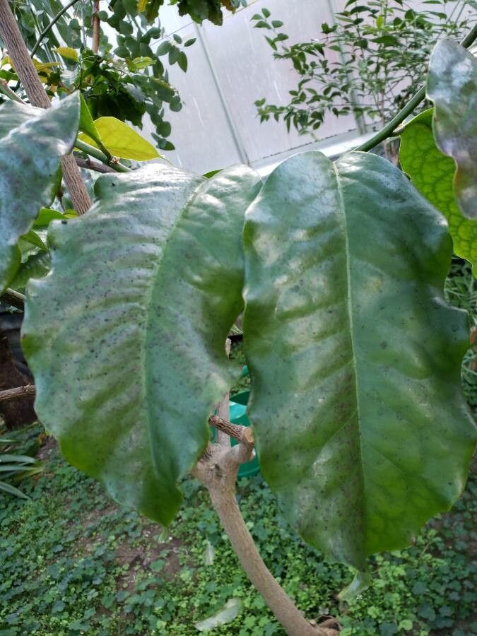 Eupomatia laurina — search result for 'Guinea'