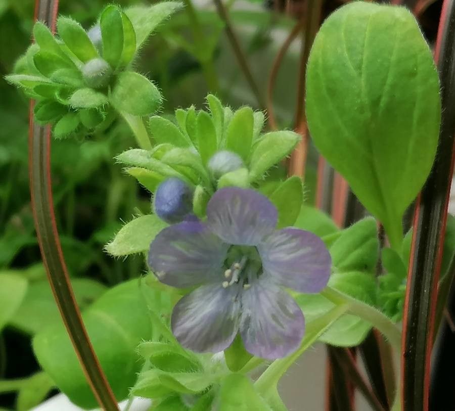 Phacelia divaricata flower
