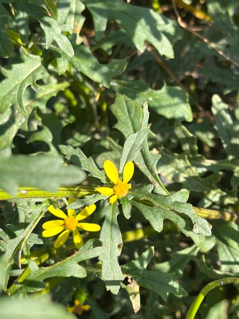 Senecio eremophilus — houseplant care guide
