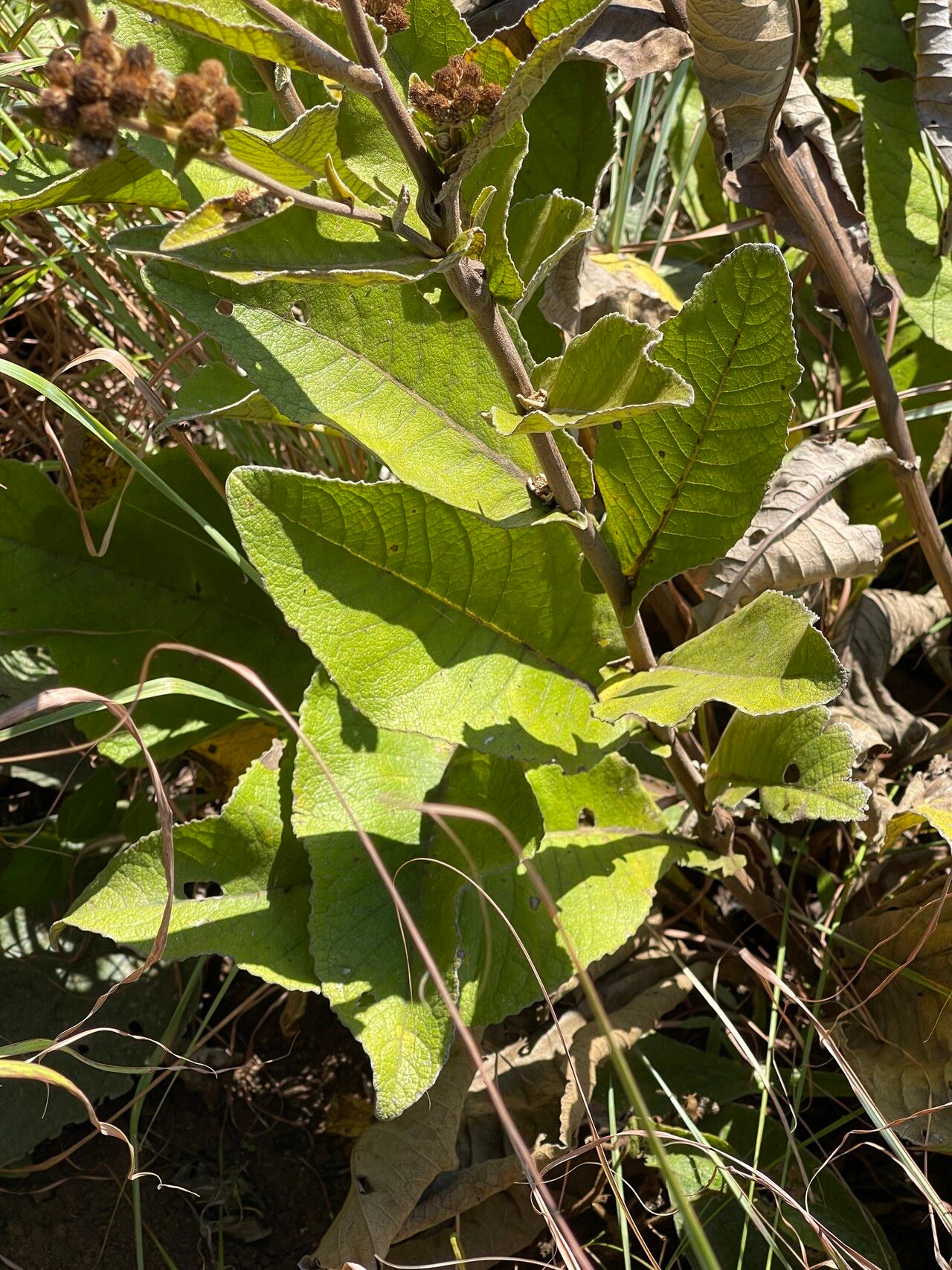 Inula glomerata leaf