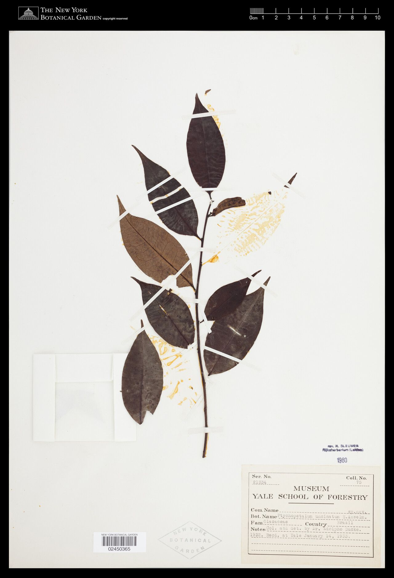 Ptychopetalum uncinatum leaf