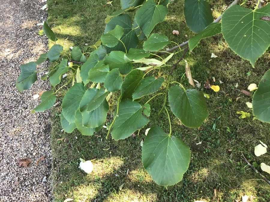 Tilia oliveri — search result for 'Tilia'