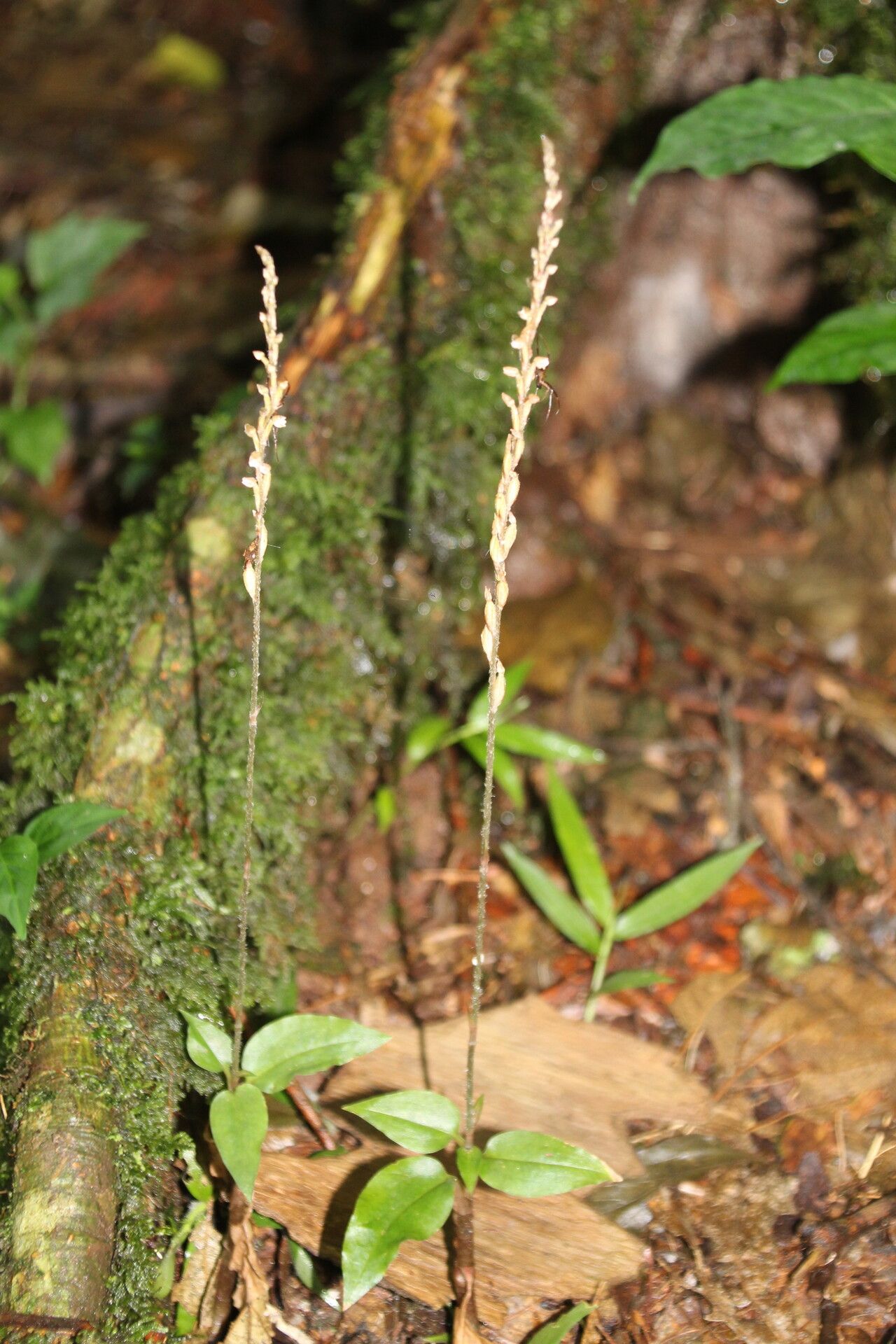 Zeuxine elongata habit