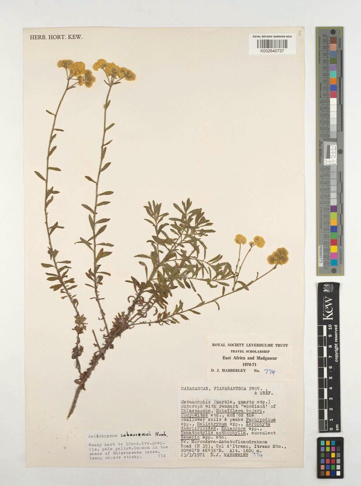 Helichrysum saboureaui — houseplant care guide