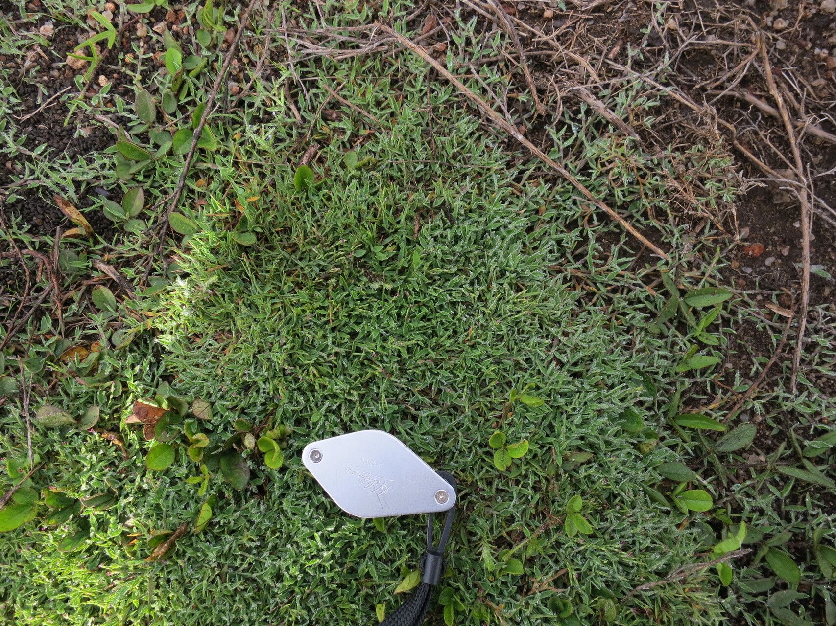 Digitaria ankaratrensis — houseplant care guide