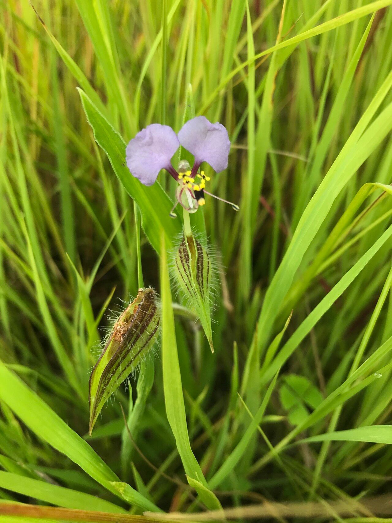 Commelina schweinfurthii flower
