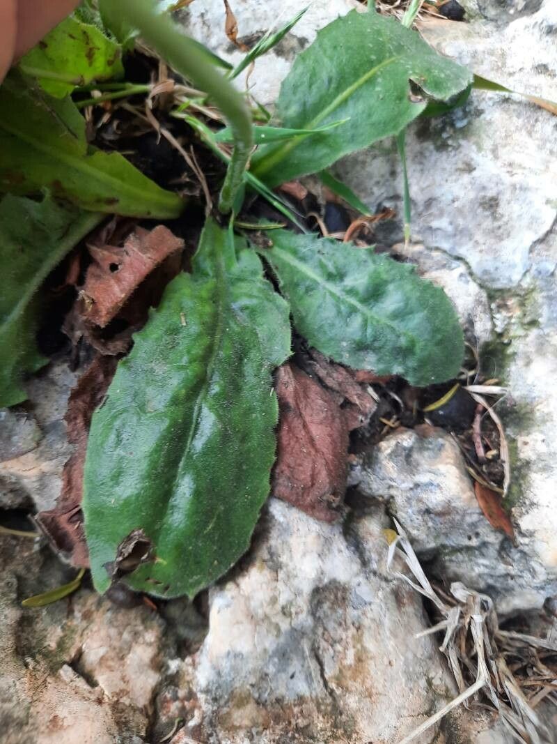 Hieracium laniferum — houseplant care guide