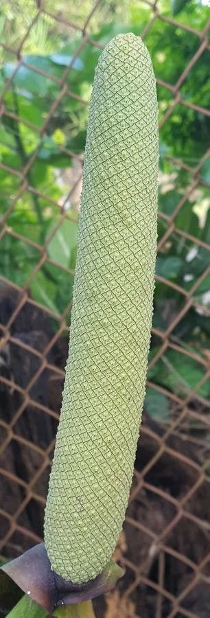 Anthurium salvinii fruit