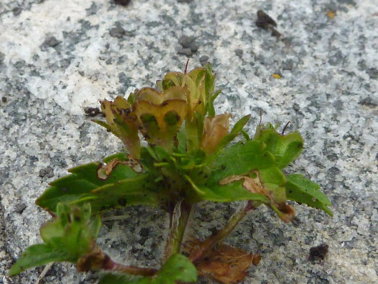 Veronica umbelliformis habit