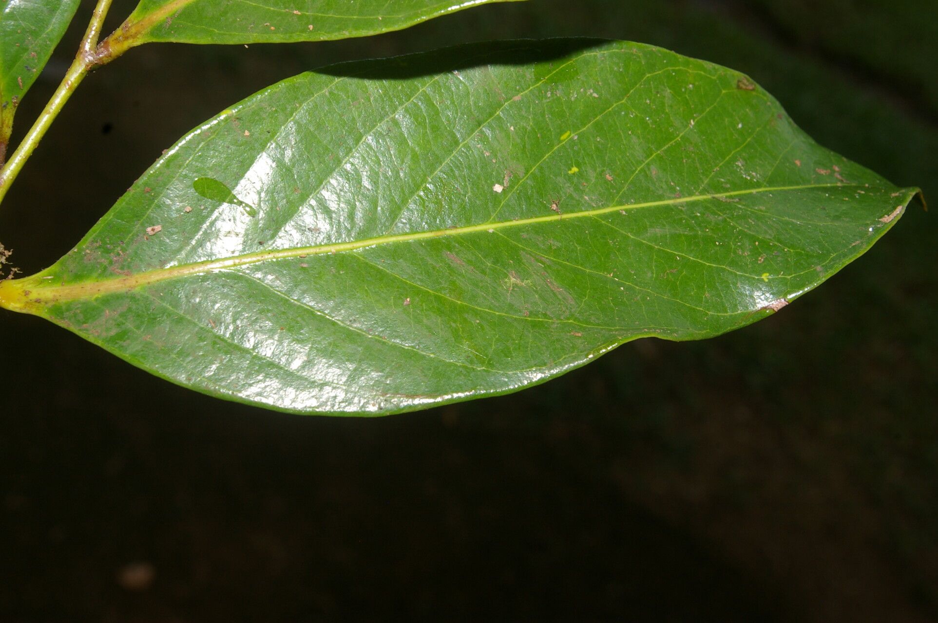 Licania riverae leaf
