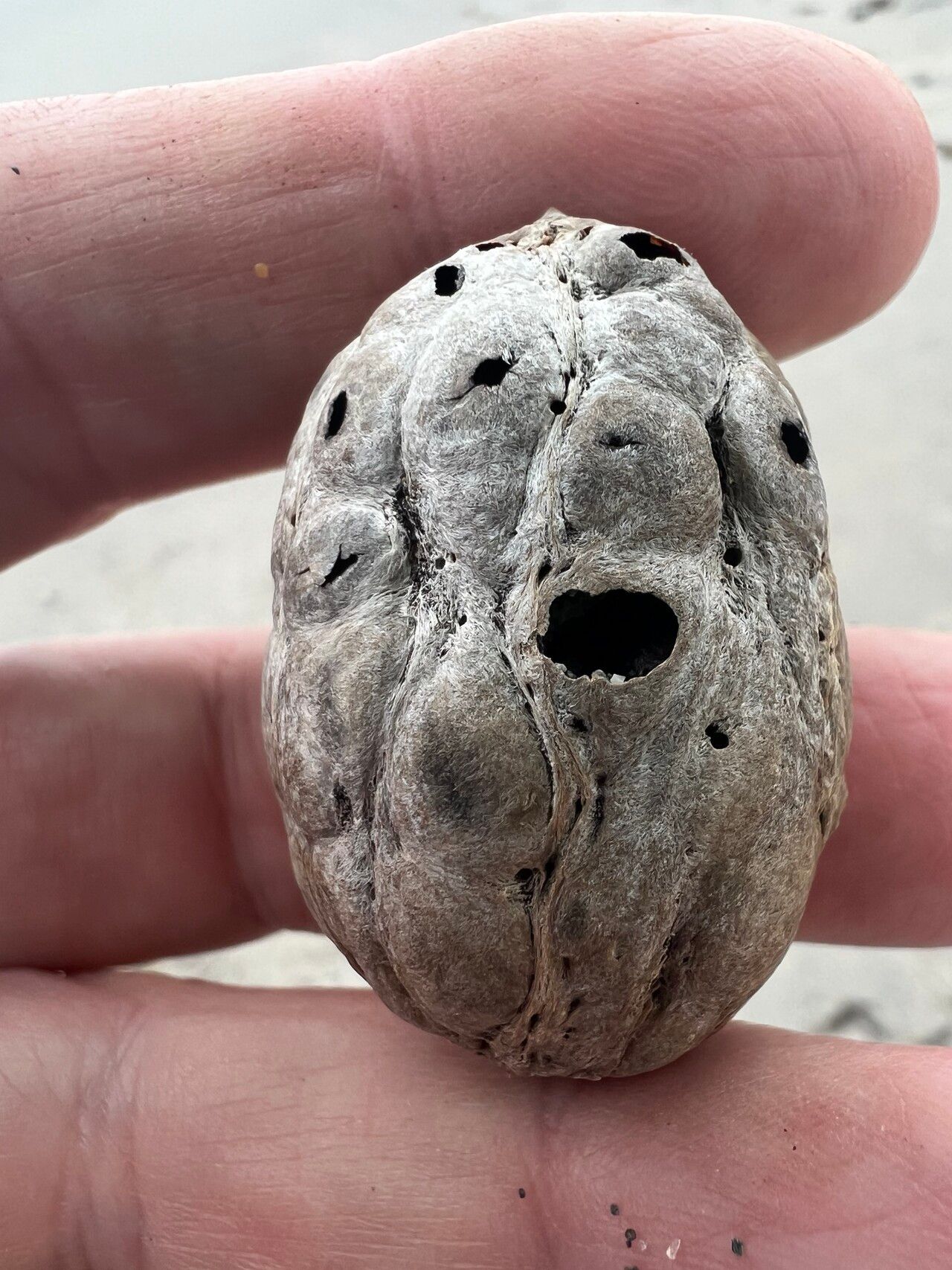 Sacoglottis amazonica — related species from the same genus