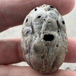 Sacoglottis amazonica