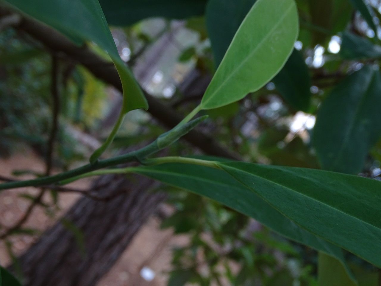 Magnolia decidua leaf
