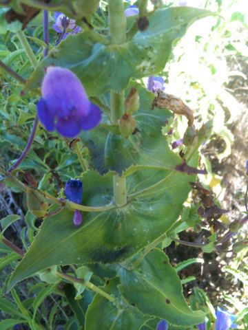 Penstemon spectabilis habit