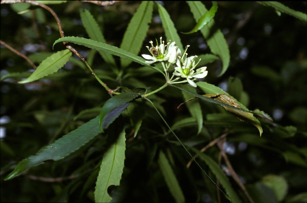 Ixerba brexioides — houseplant care guide