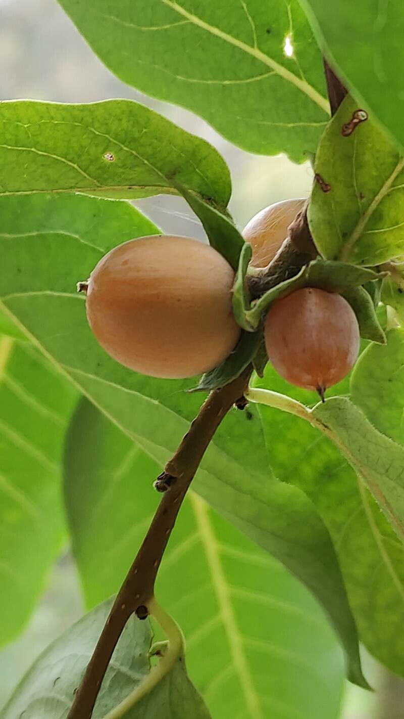 Diospyros japonica fruit
