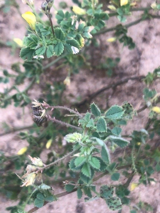 Medicago littoralis — search result for 'Perennial or annual herb'