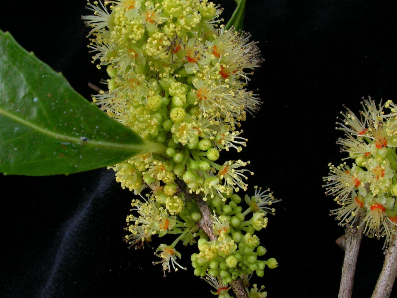 Xylosma longifolia habit