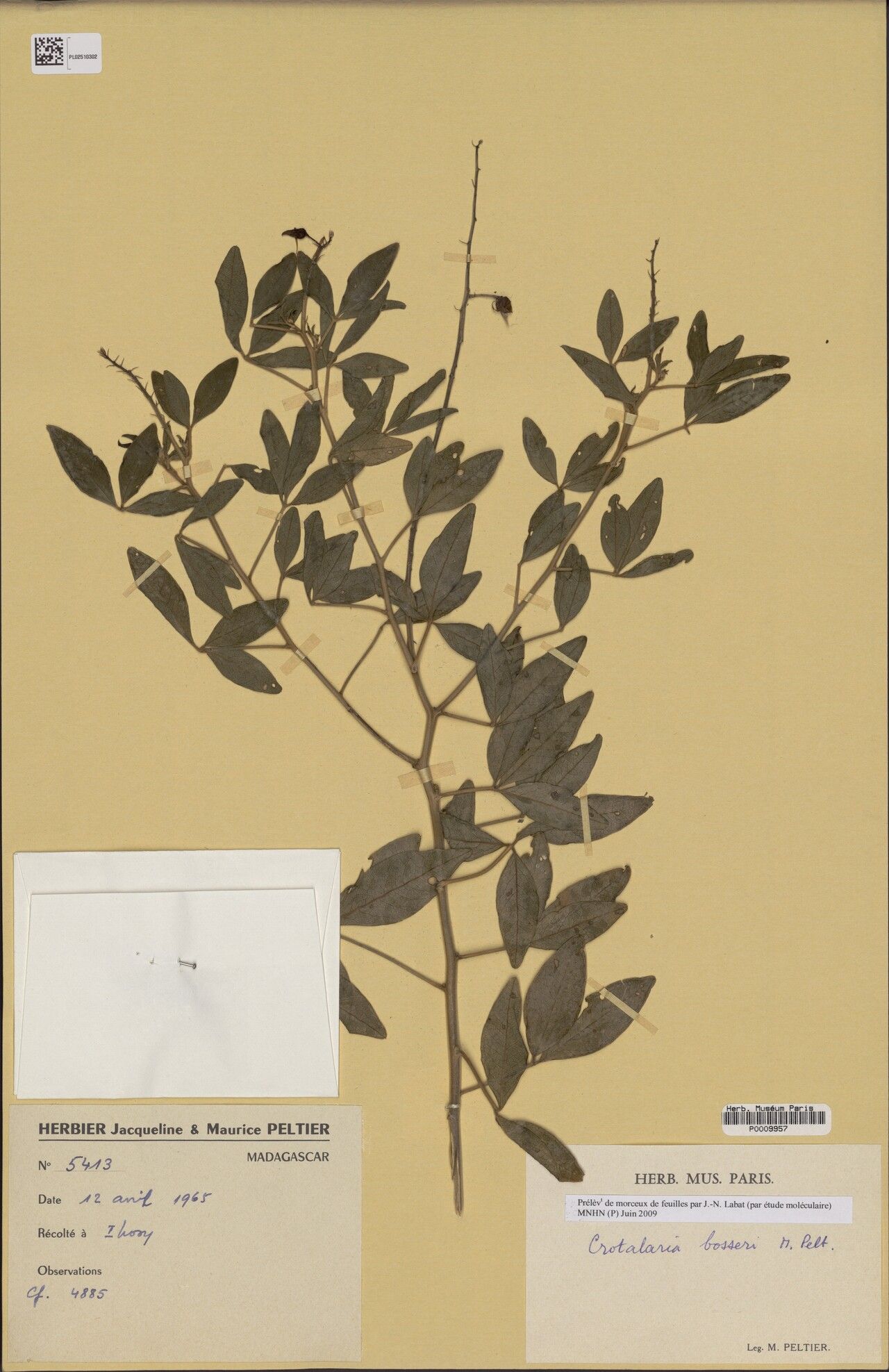 Crotalaria bosseri — houseplant care guide