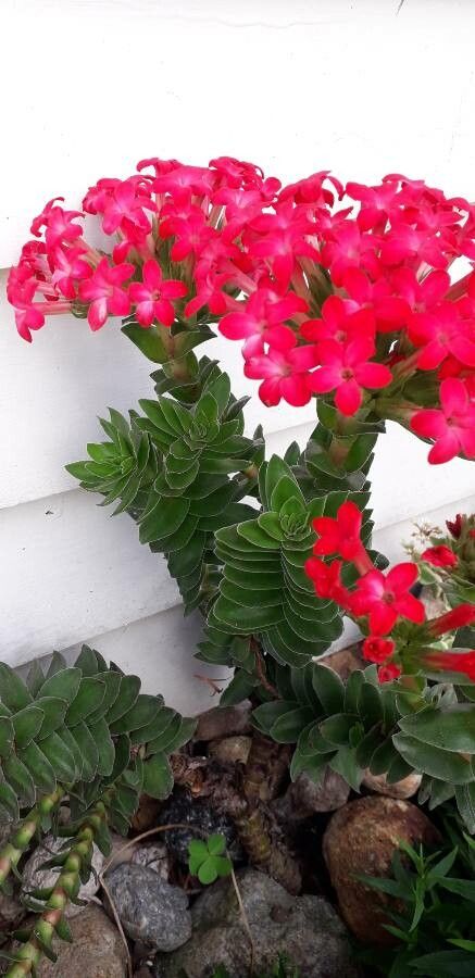 Crassula coccinea leaf