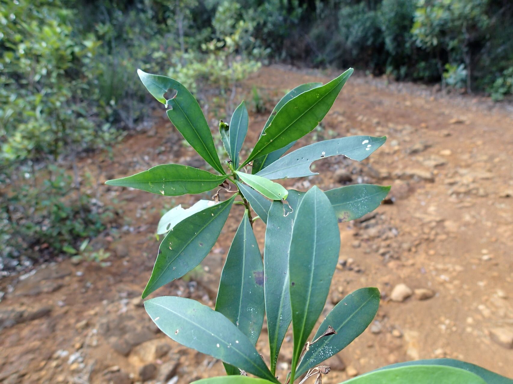 Thiollierea parviflora leaf