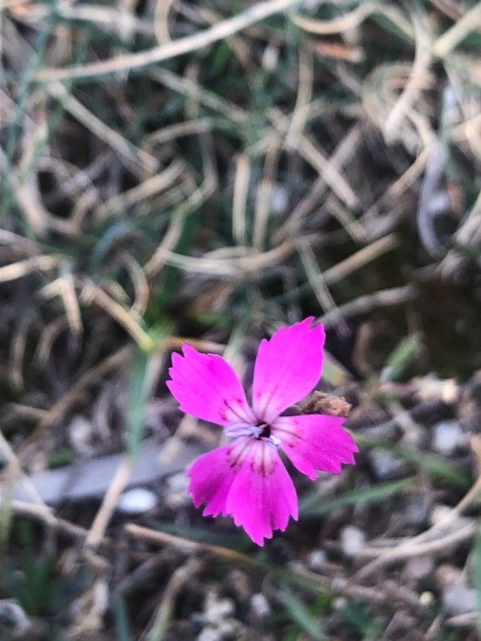 Dianthus legionensis flower