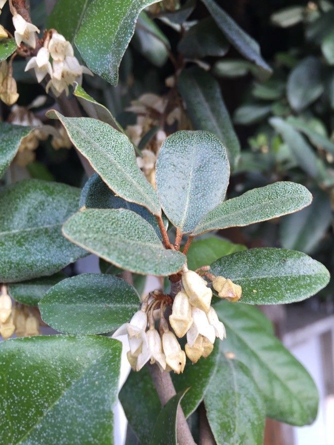 Elaeagnus x ebbingei flower