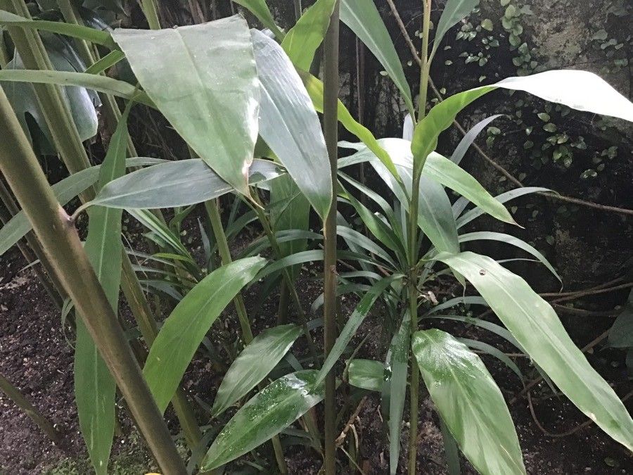 Hedychium coccineum leaf