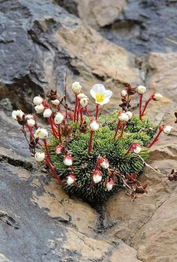 Saxifraga burseriana flower