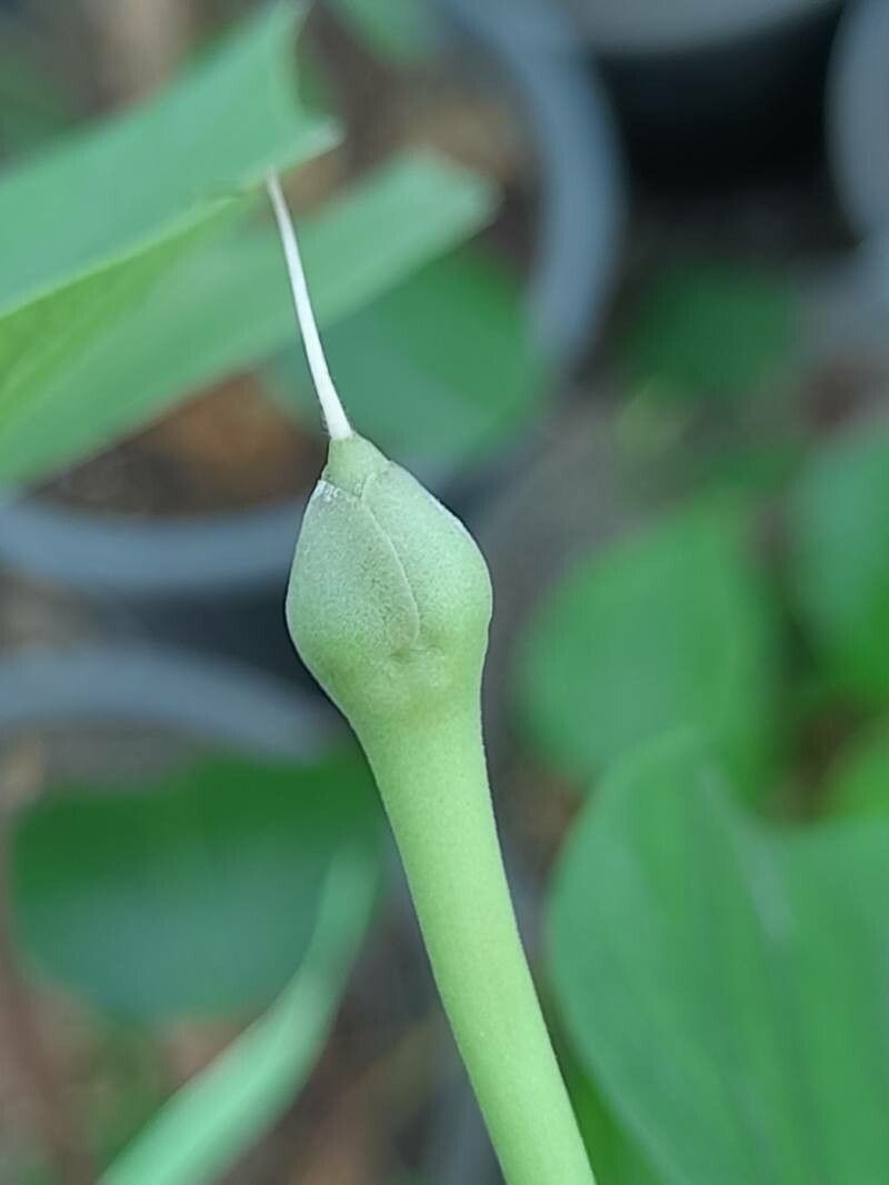 Ipomoea carnea fruit