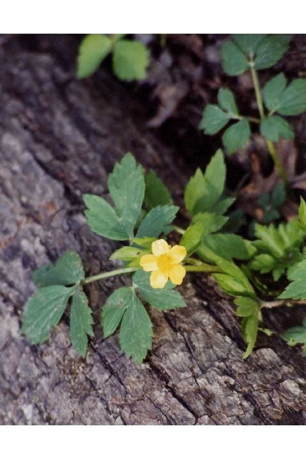 Ranunculus fascicularis habit