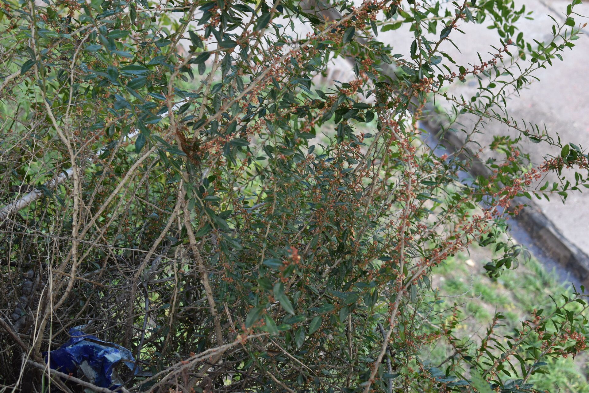 Castela tweediei habit