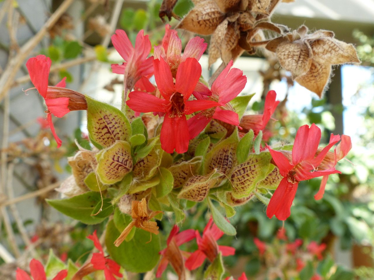 Petalidium coccineum — search result for 'Namibia'