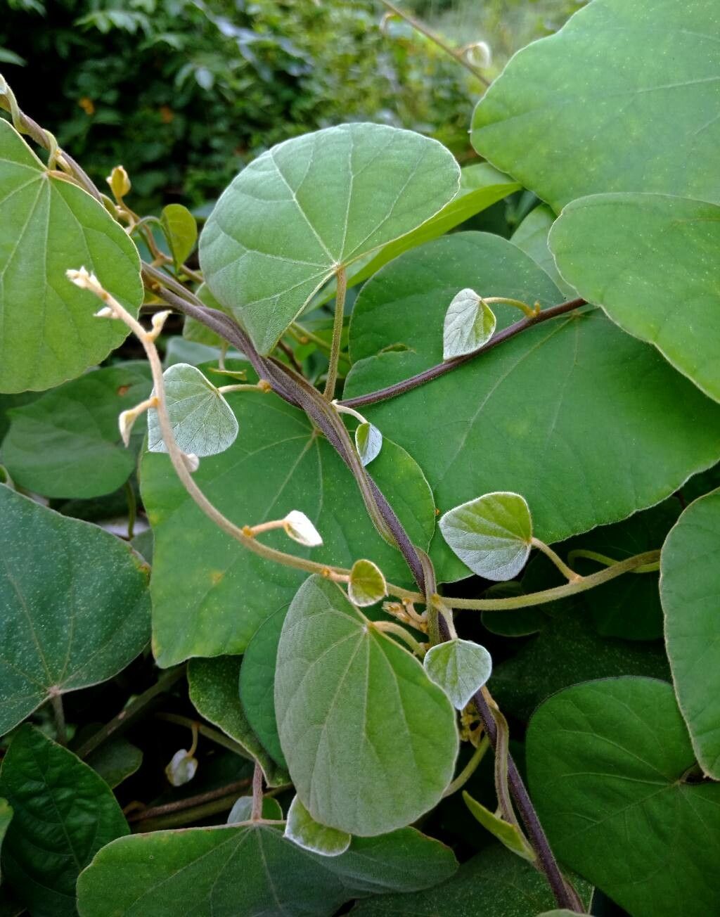 Cissampelos pareira habit