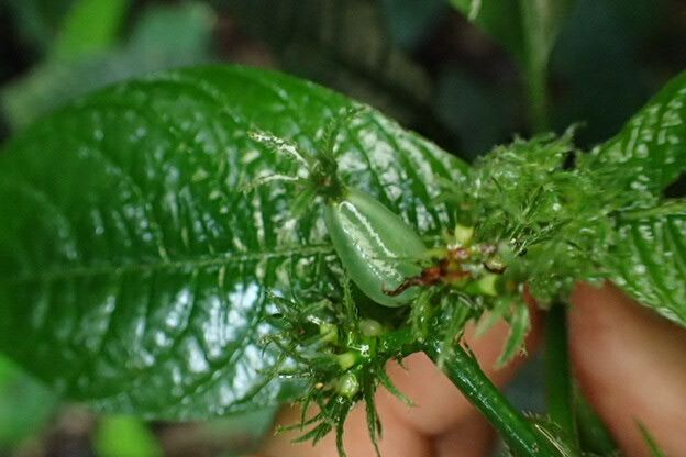 Psychotria ebensis fruit