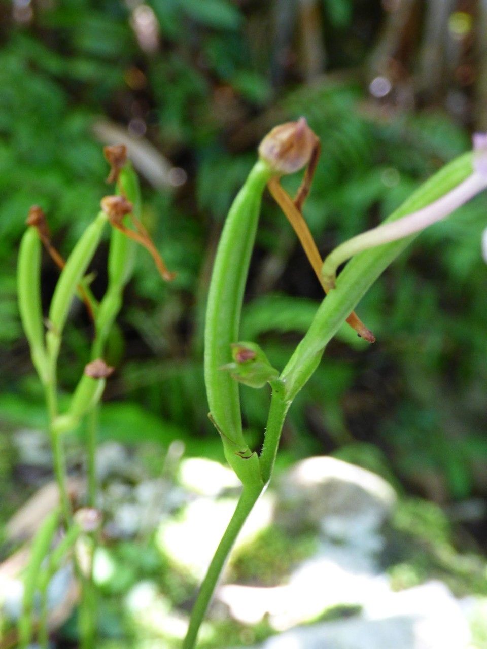 Cynorkis fastigiata fruit