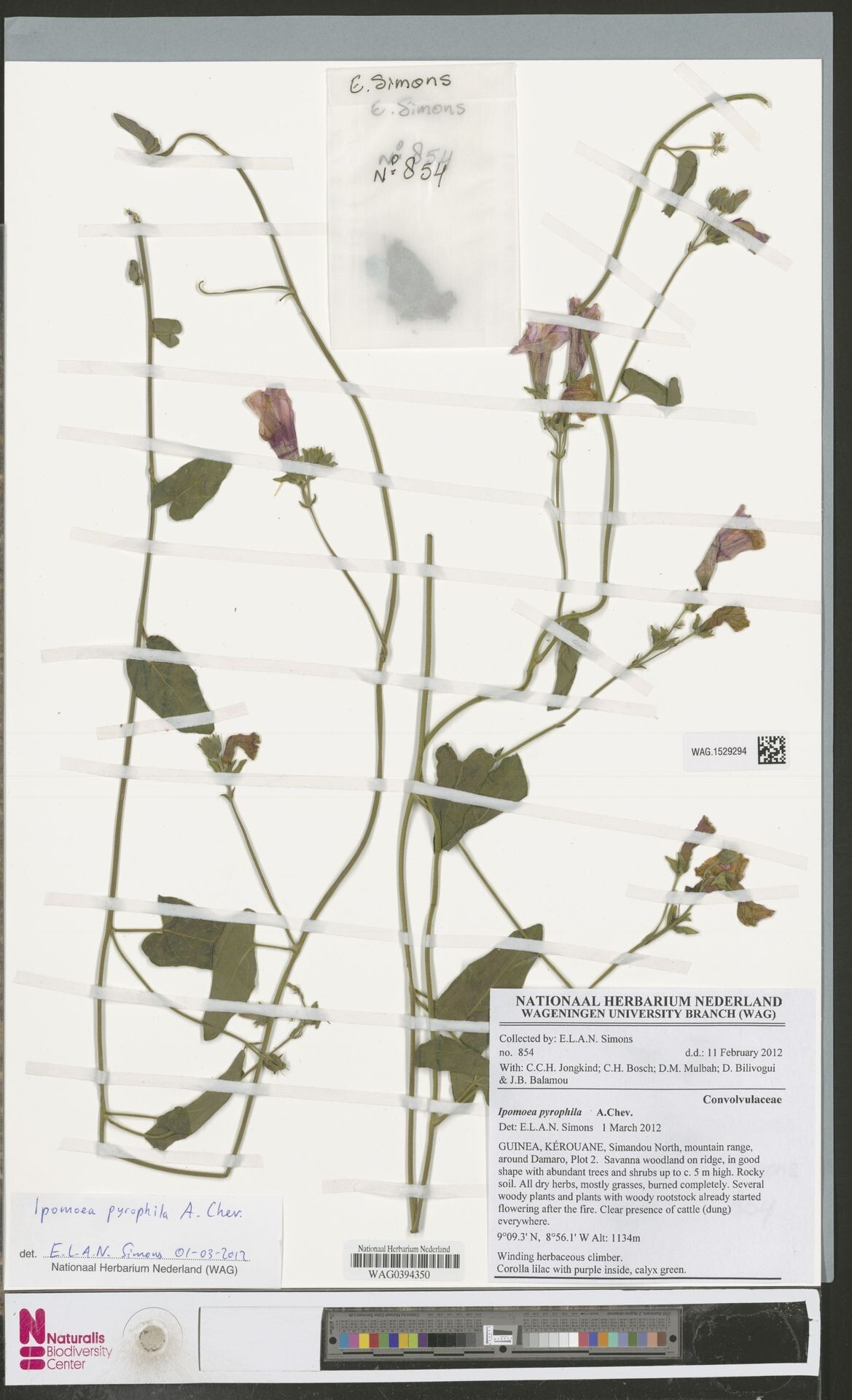 Ipomoea pyrophila — houseplant care guide