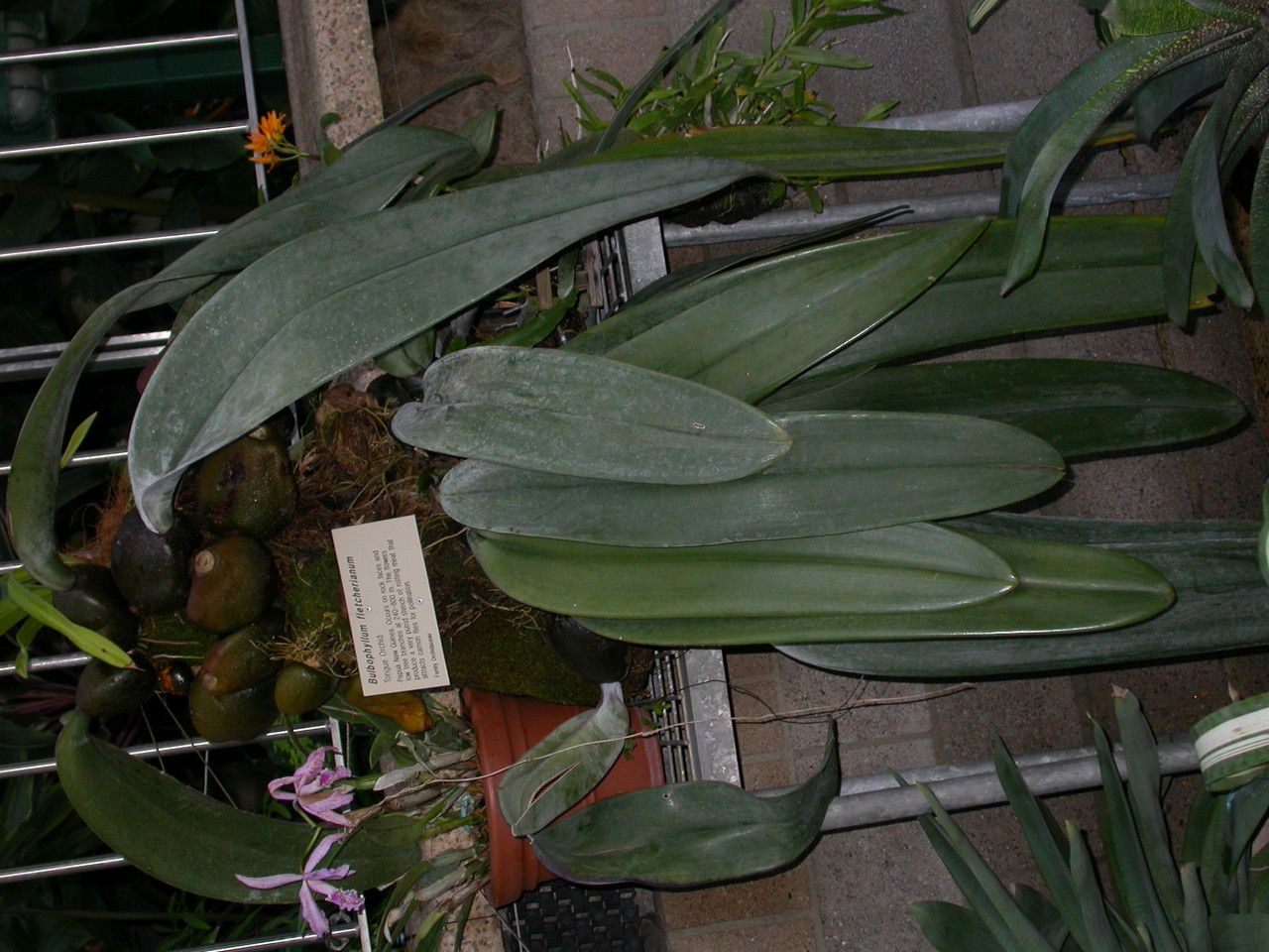 Bulbophyllum fletcherianum habit