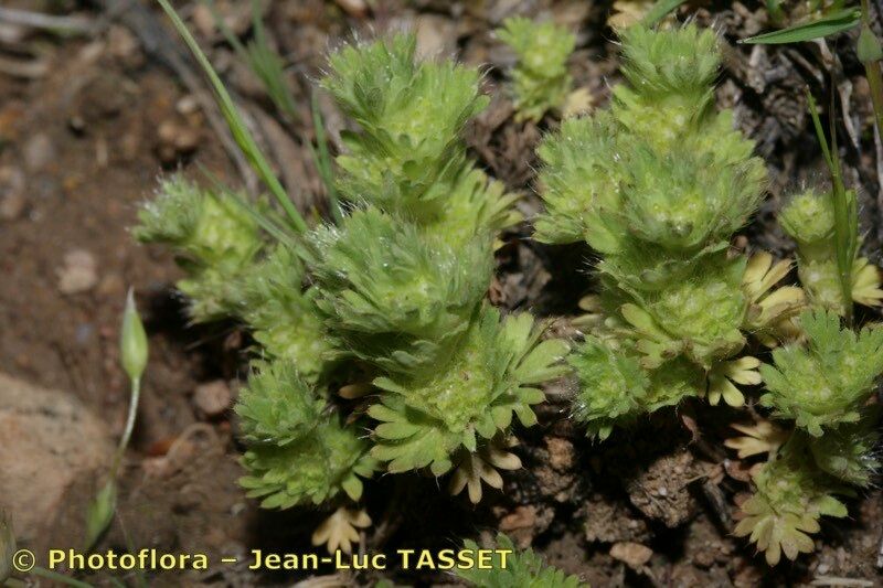 Aphanes cornucopioides — related species from the same genus