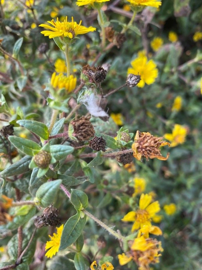 Guizotia scabra fruit
