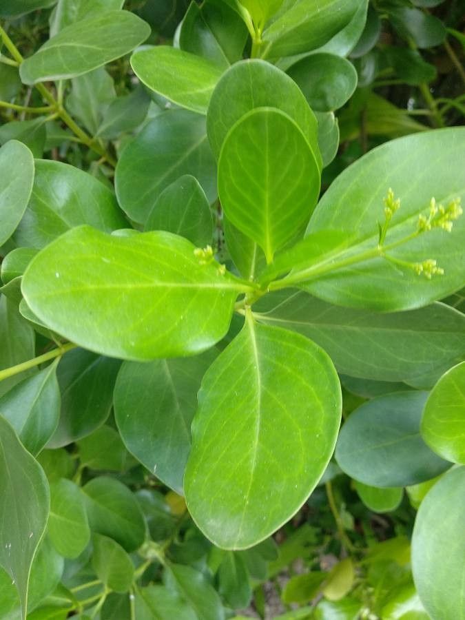 Erithalis odorifera leaf